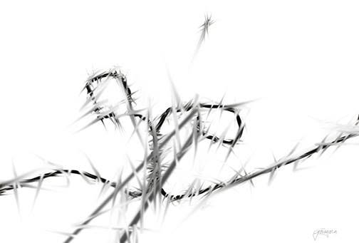 Without Hope